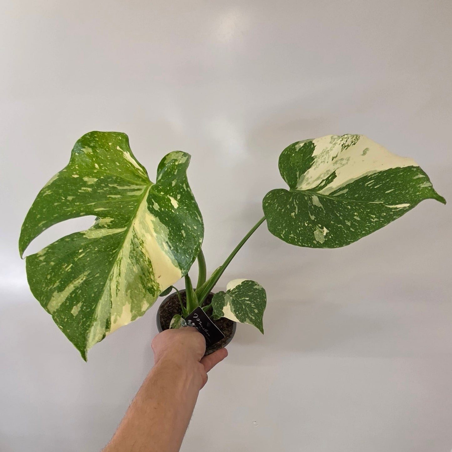 Monstera Thai Constellation "12cm Pot"