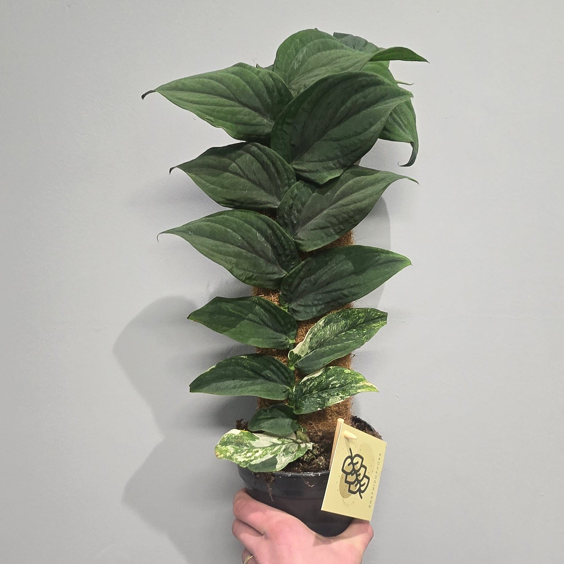 Rhaphidophora Korthalsii Variegated