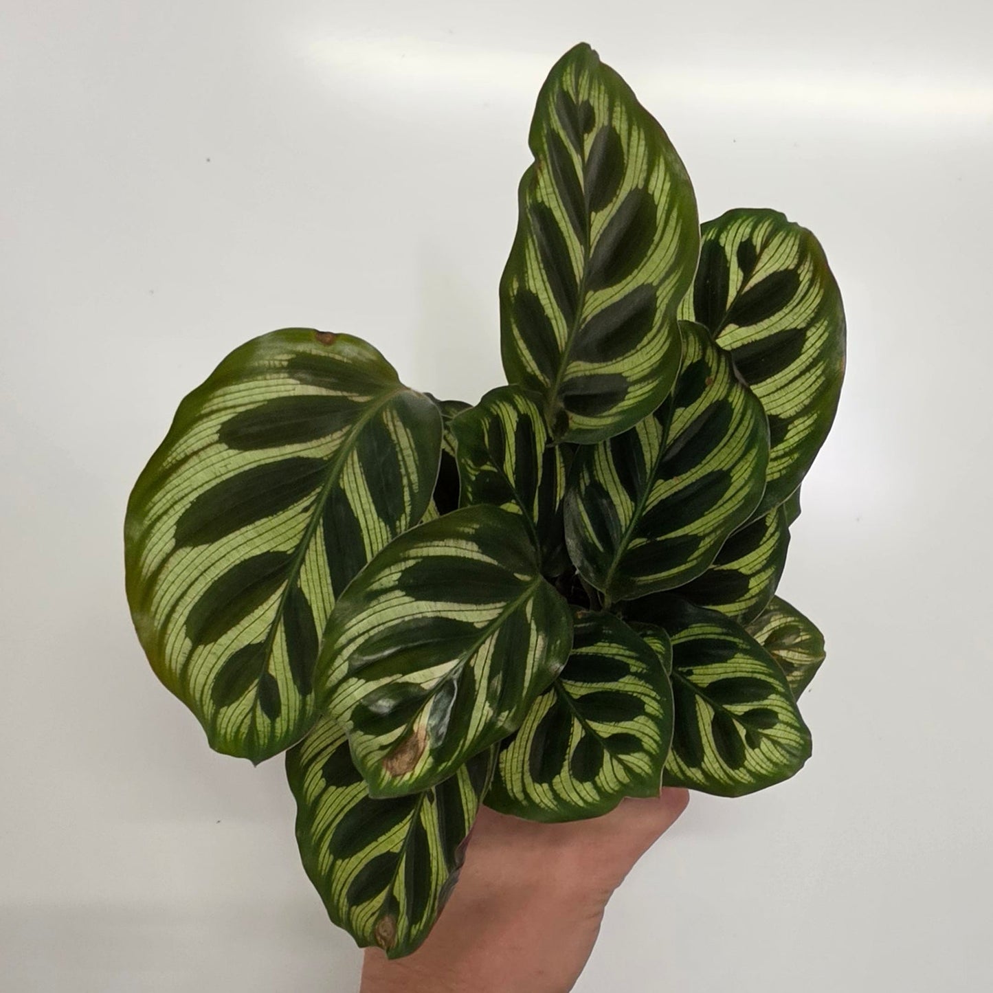 Mini Calathea Peacock