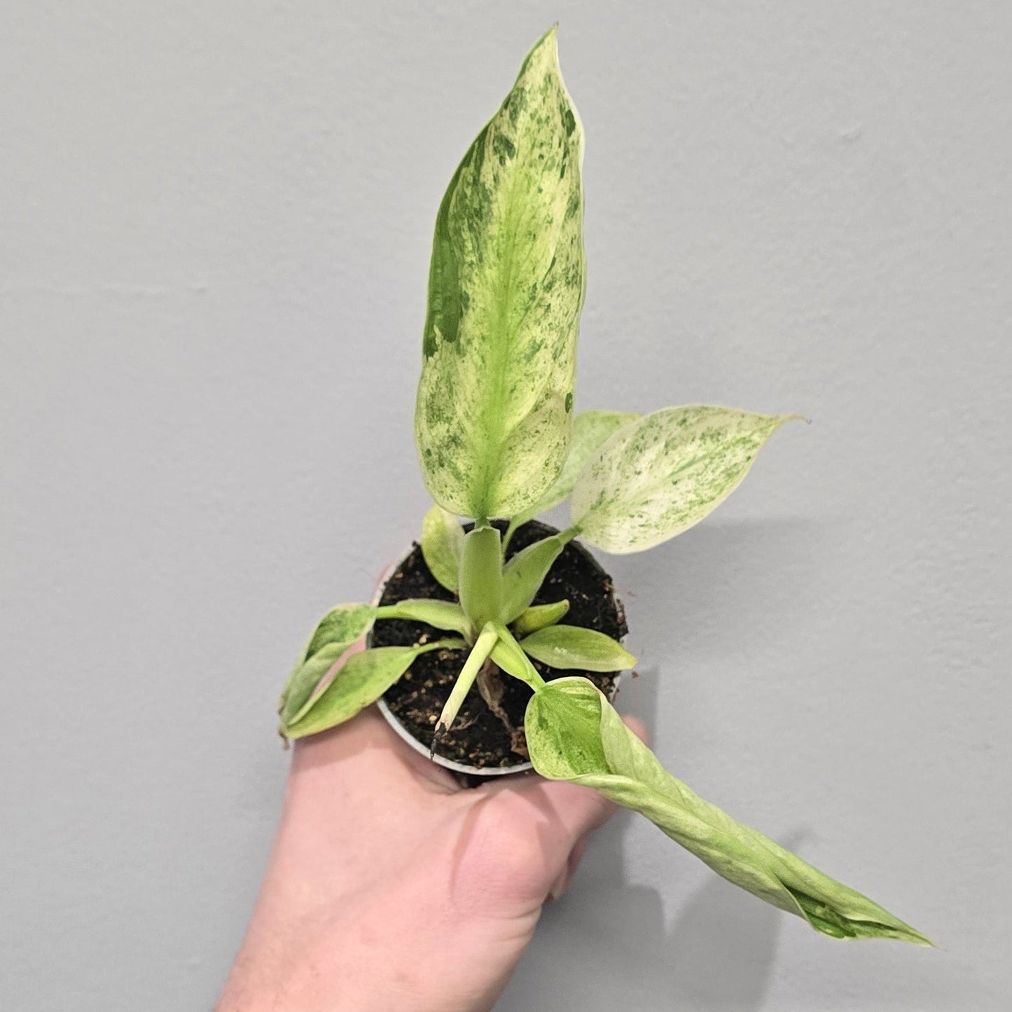 Mini Philodendron Jose Buono