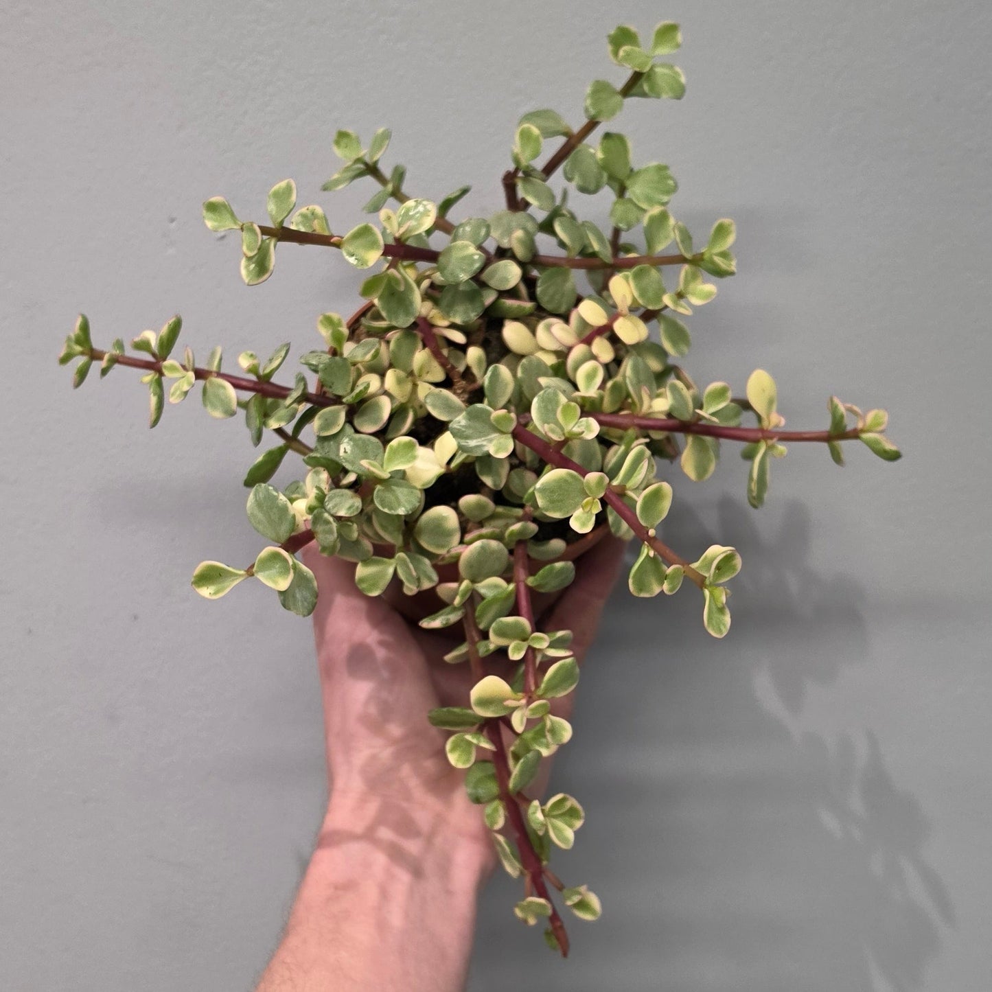 Portulacaria Afra Variegated