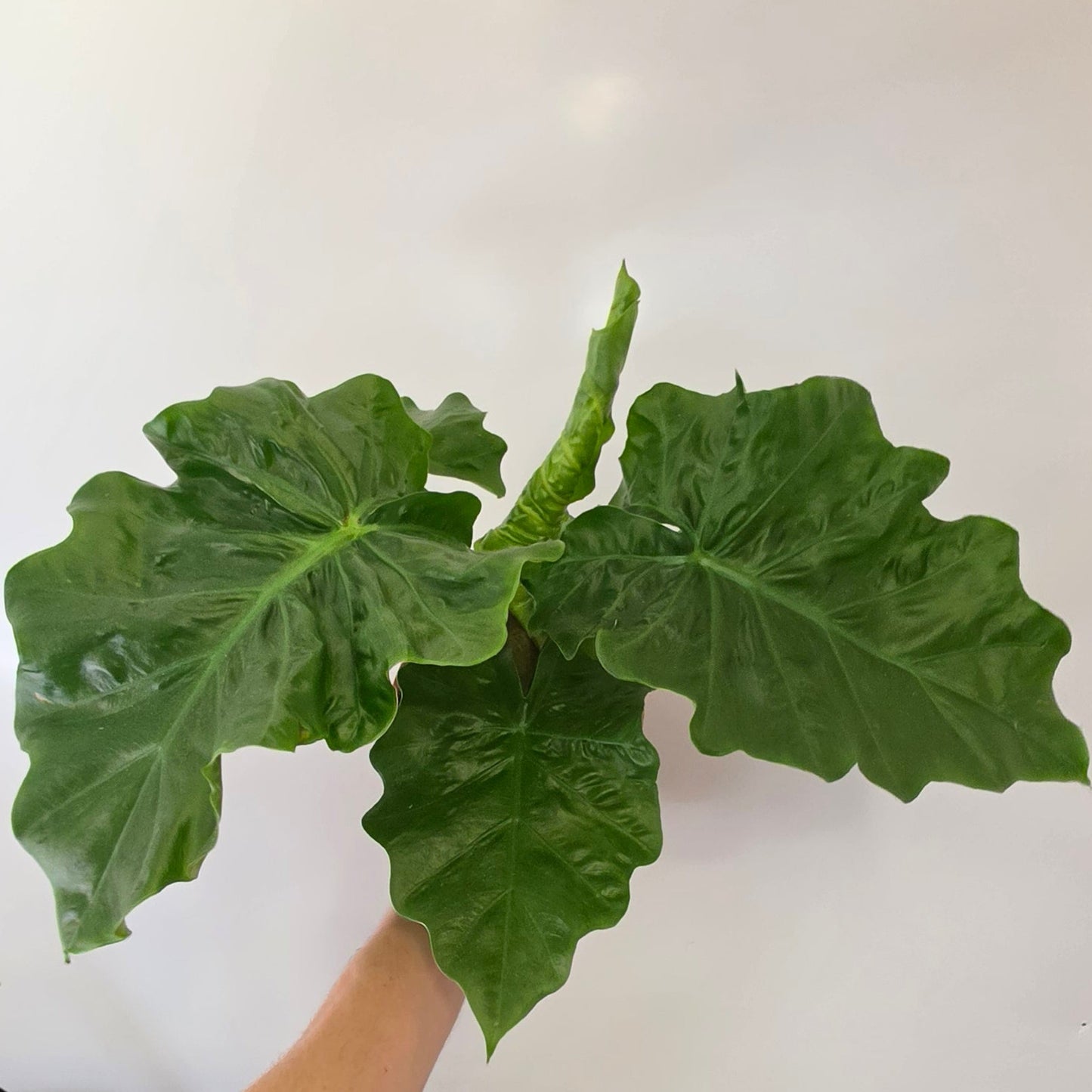 Alocasia 'Low Rider'