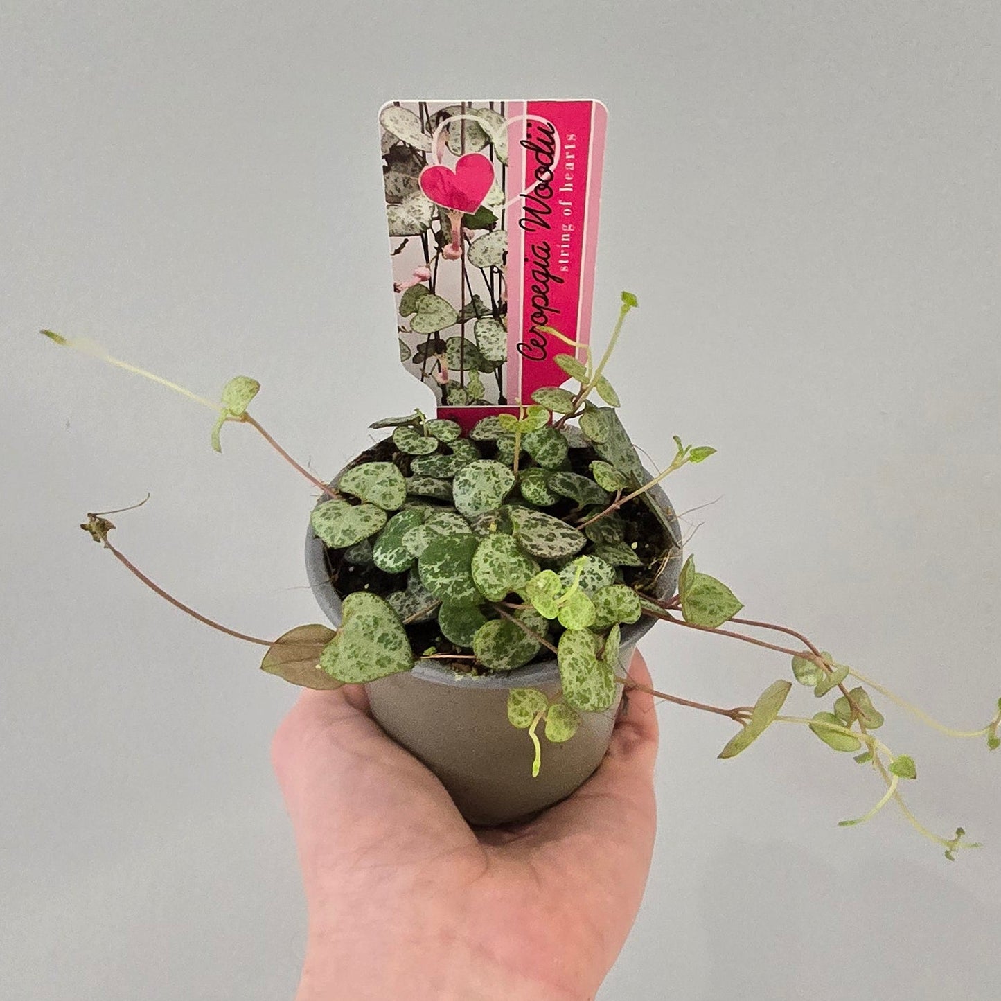 Ceropegia Woodii - String Of Hearts