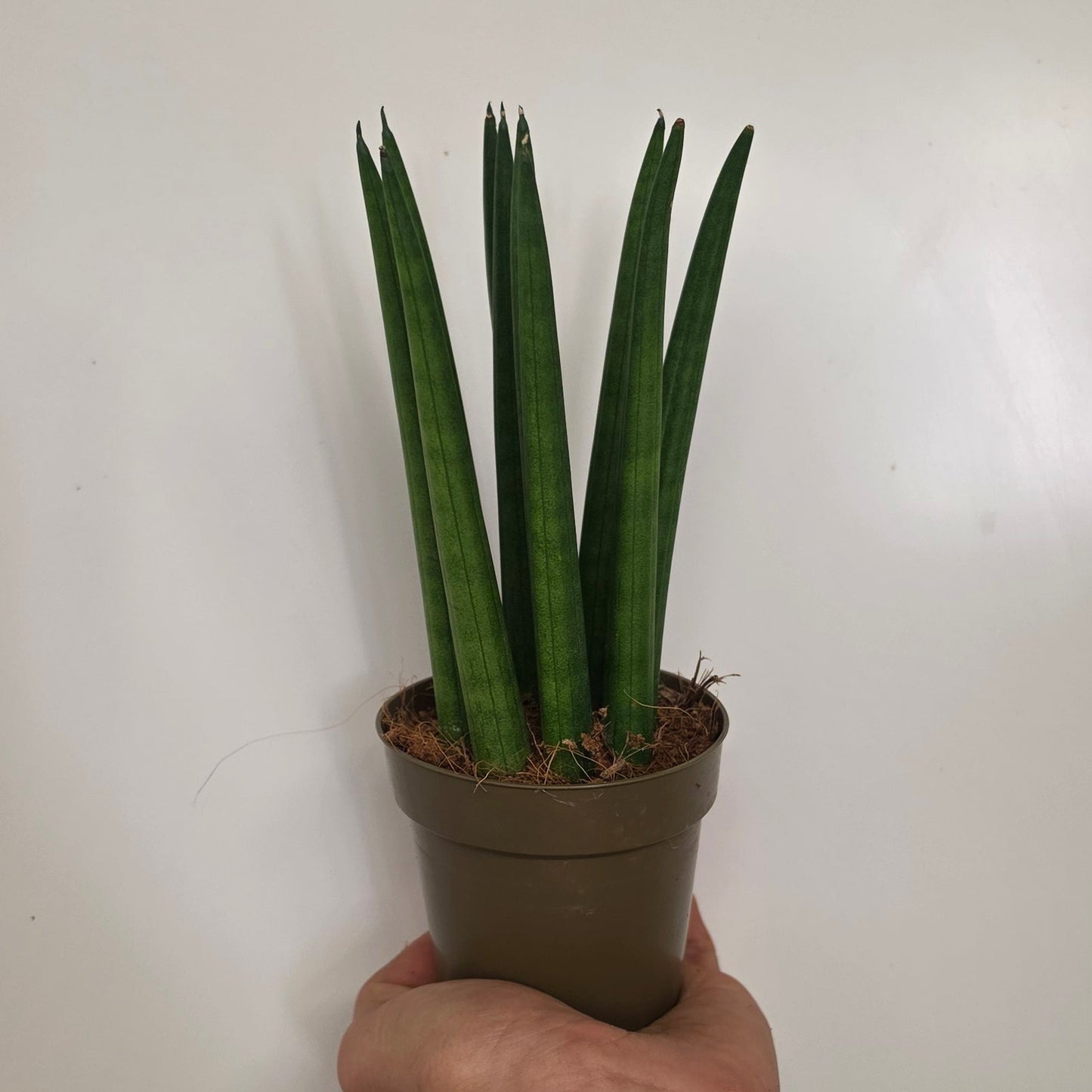 Sansevieria Cylindrica