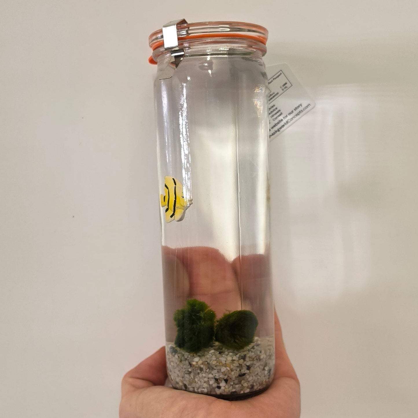 Aqua Moss Balls in Jar