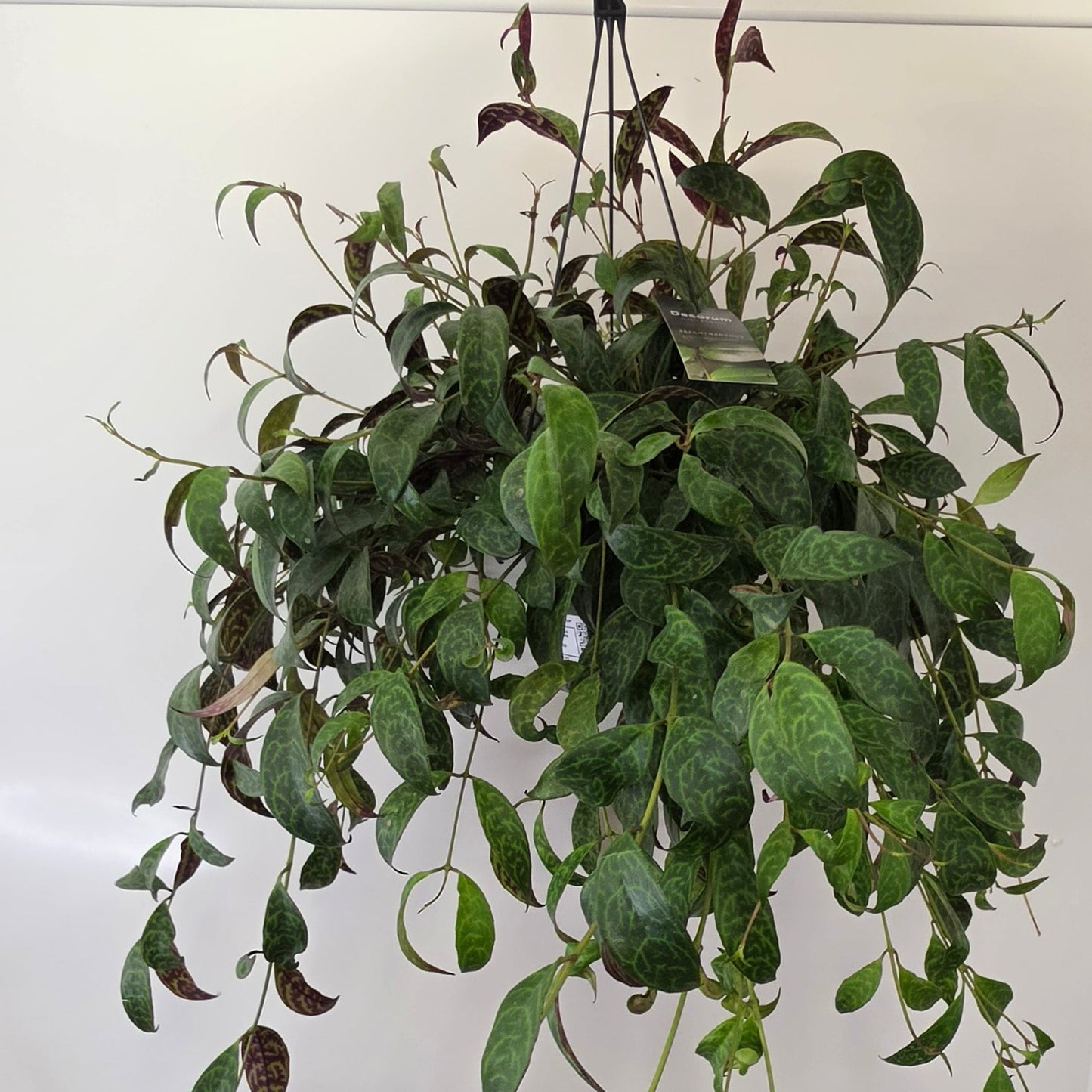 Hanging Aeschynanthus Lipstick 'Tiger'