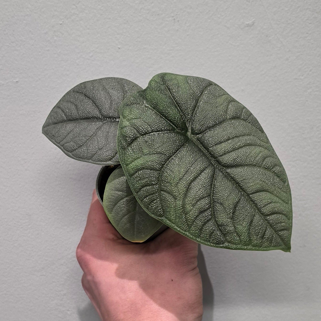 Mini Alocasia Melo