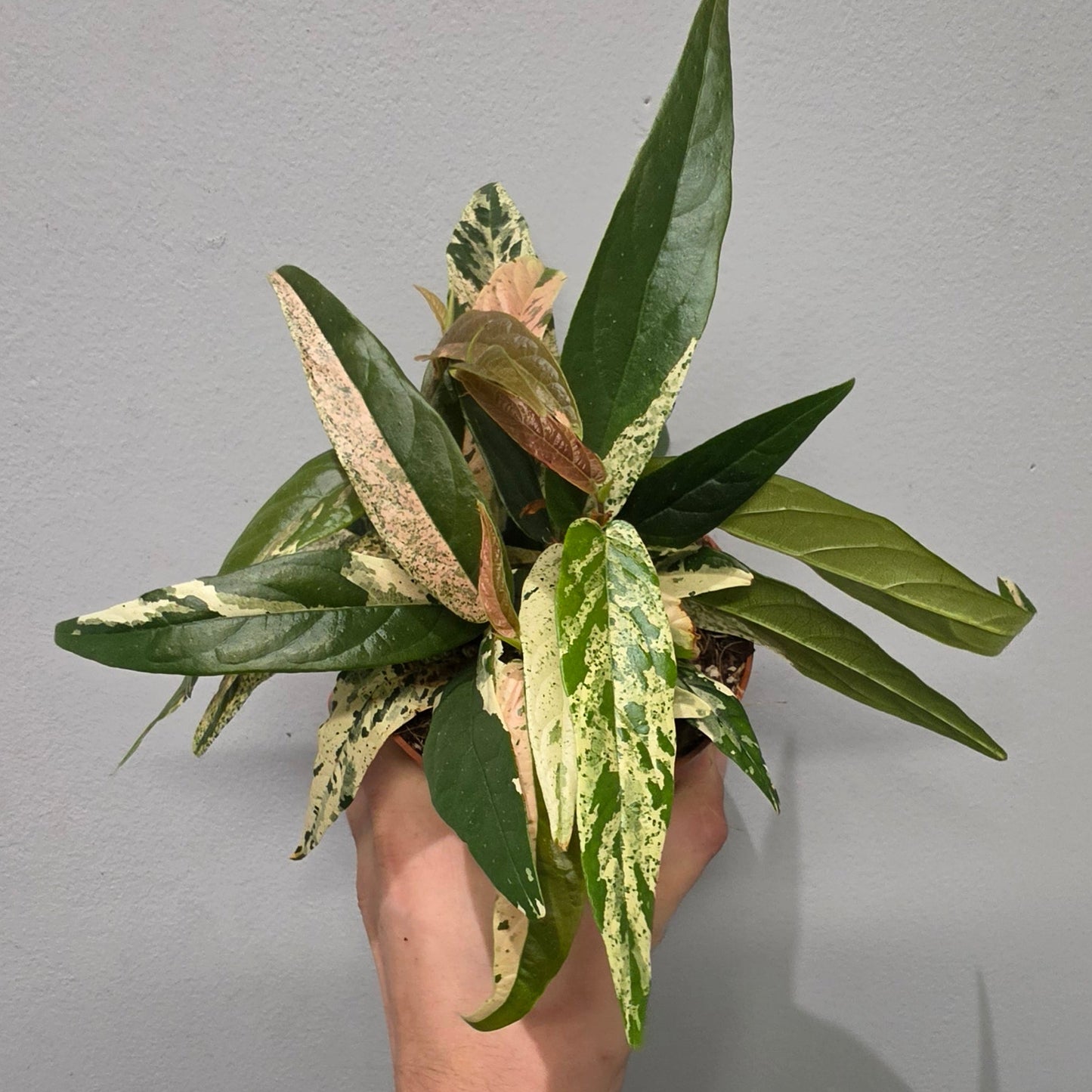 Ficus Sagittata Pink Variegated