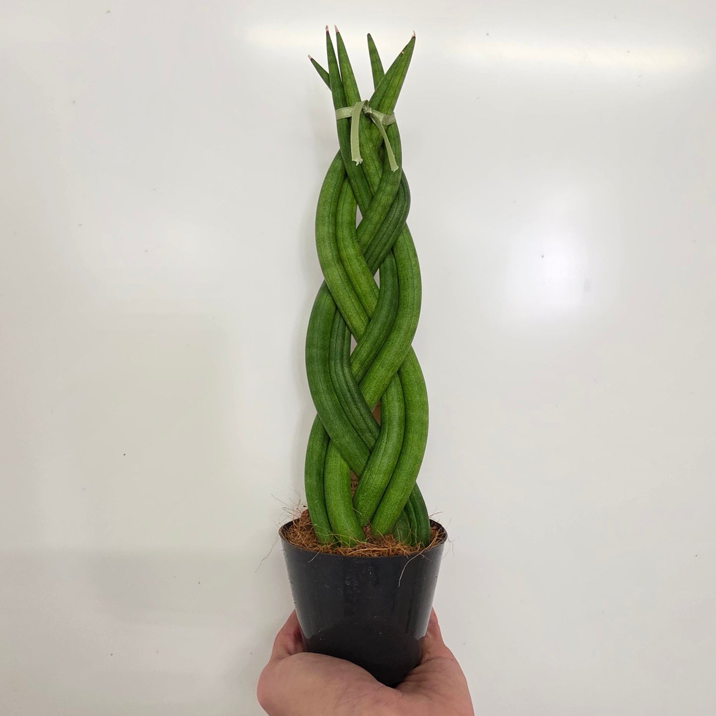 Sansevieria Cylindrica 'Twist'