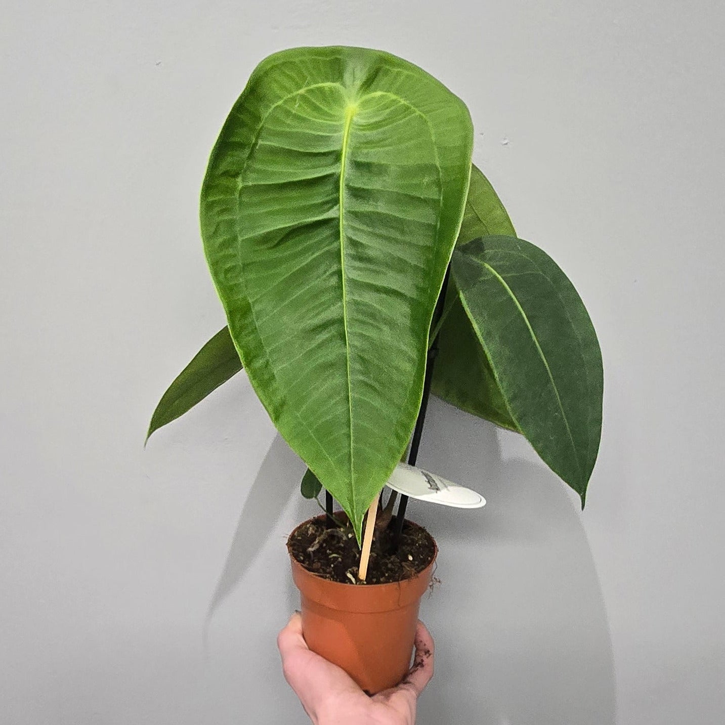 anthurium peltigerum Anthurium Peltigerum – Ey-Up Plants
