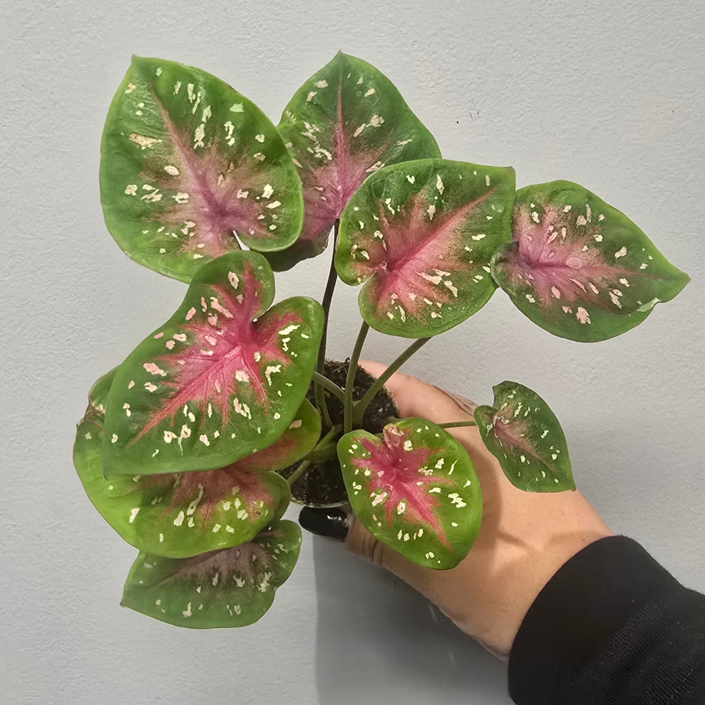 Mini Caladium Casey