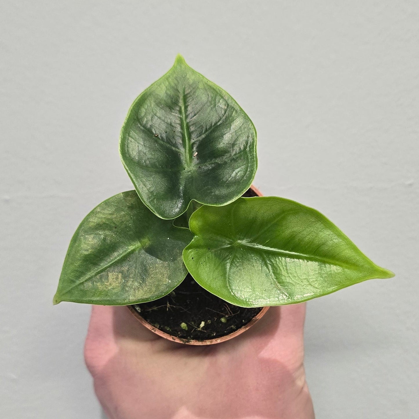 Mini Alocasia Sinuata