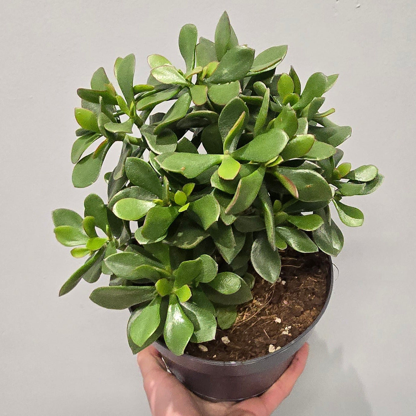 Crassula Ovata "Jade Plant"