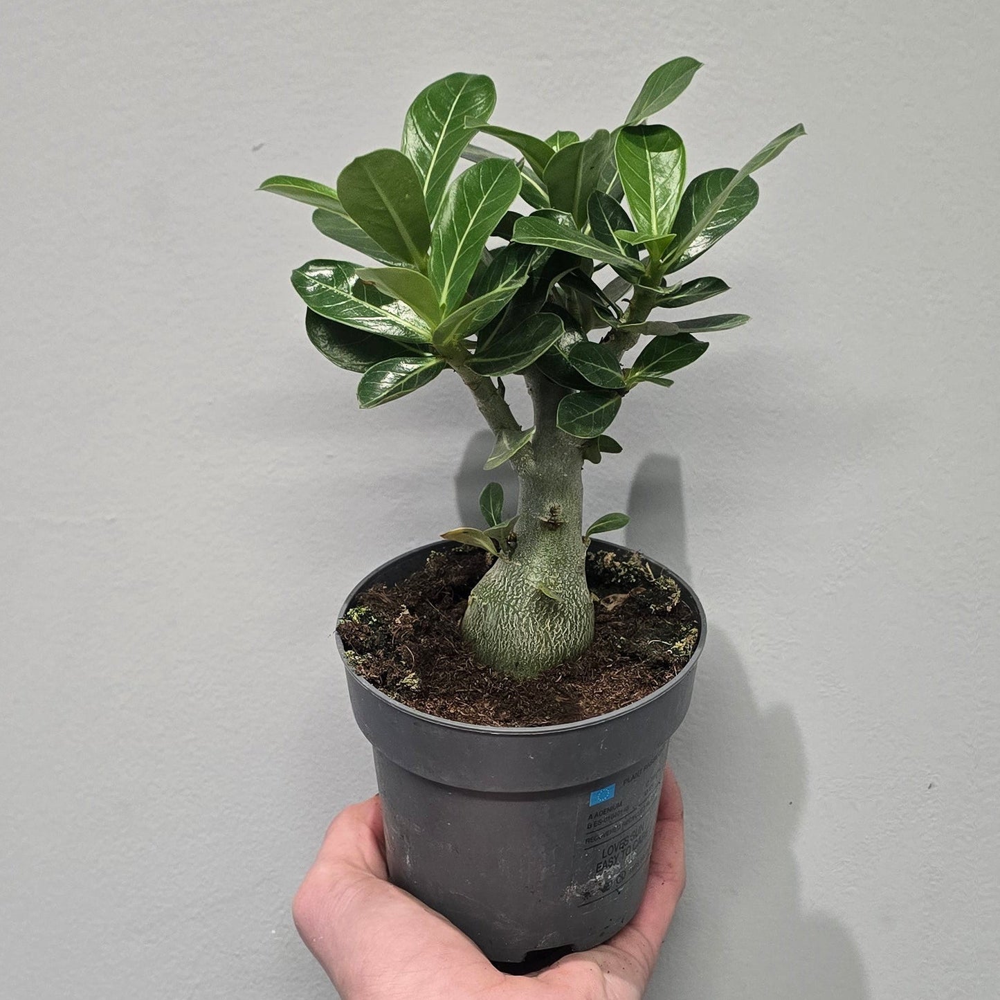 Adenium Obesum