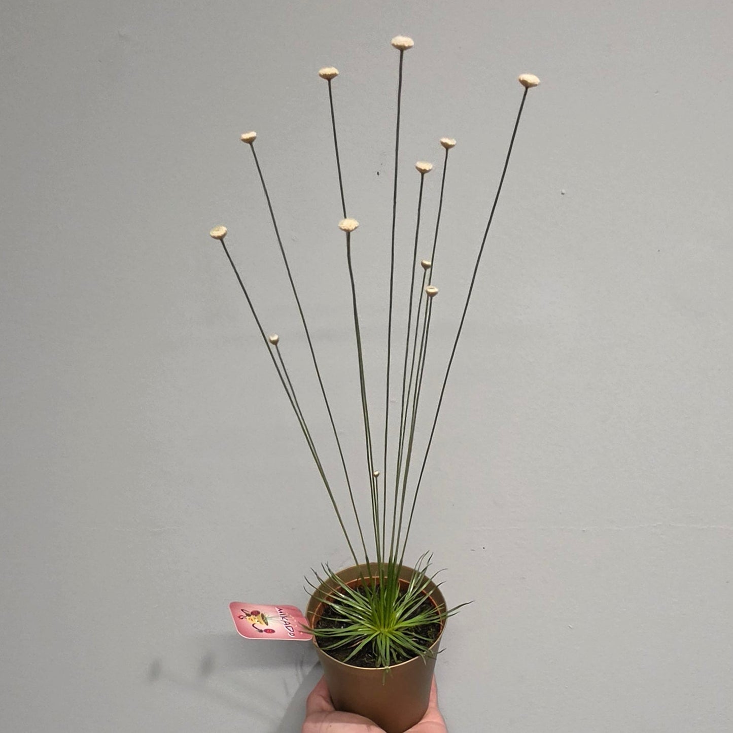 Syngonanthus Mikado