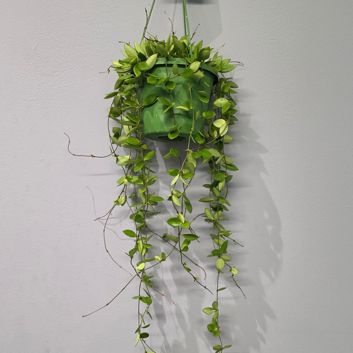 Hanging Hoya Pubera