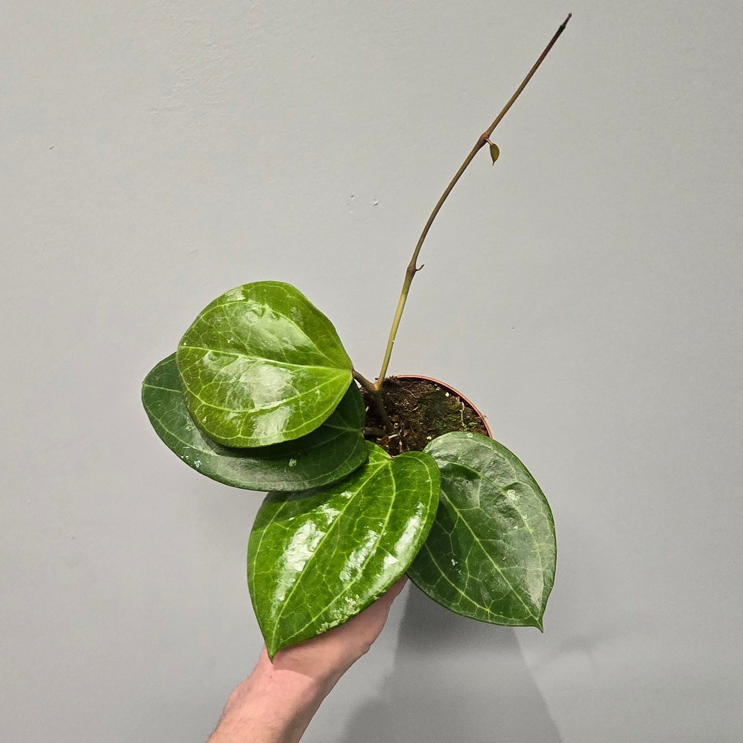 Hoya 'Sarawak Cream'
