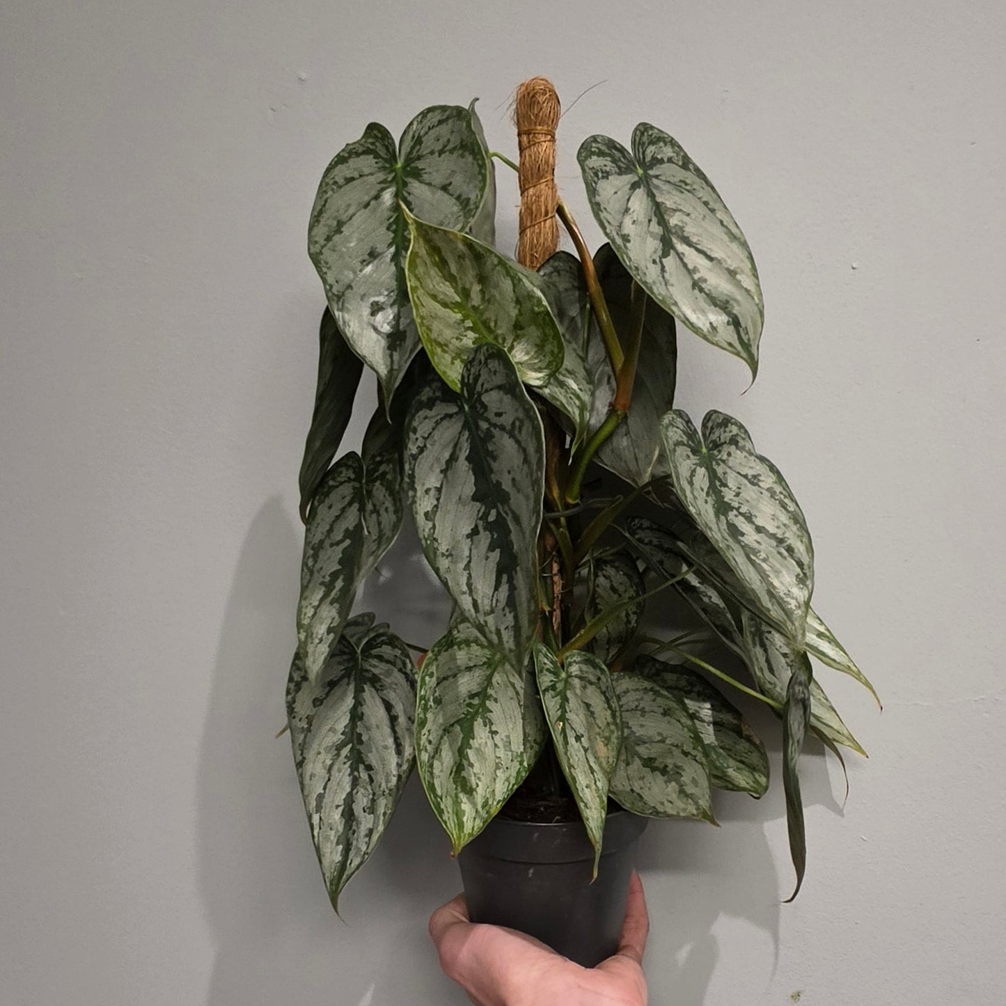 Philodendron Brandtianum