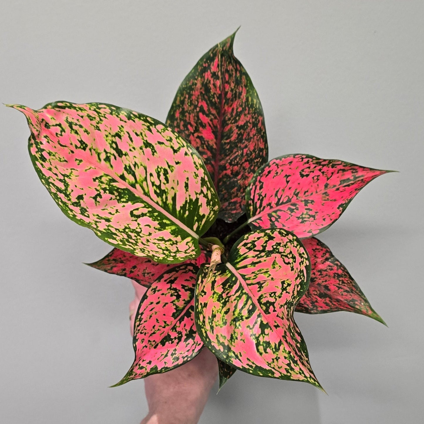 Aglaonema 'Spicy Pink' – 12cm pot