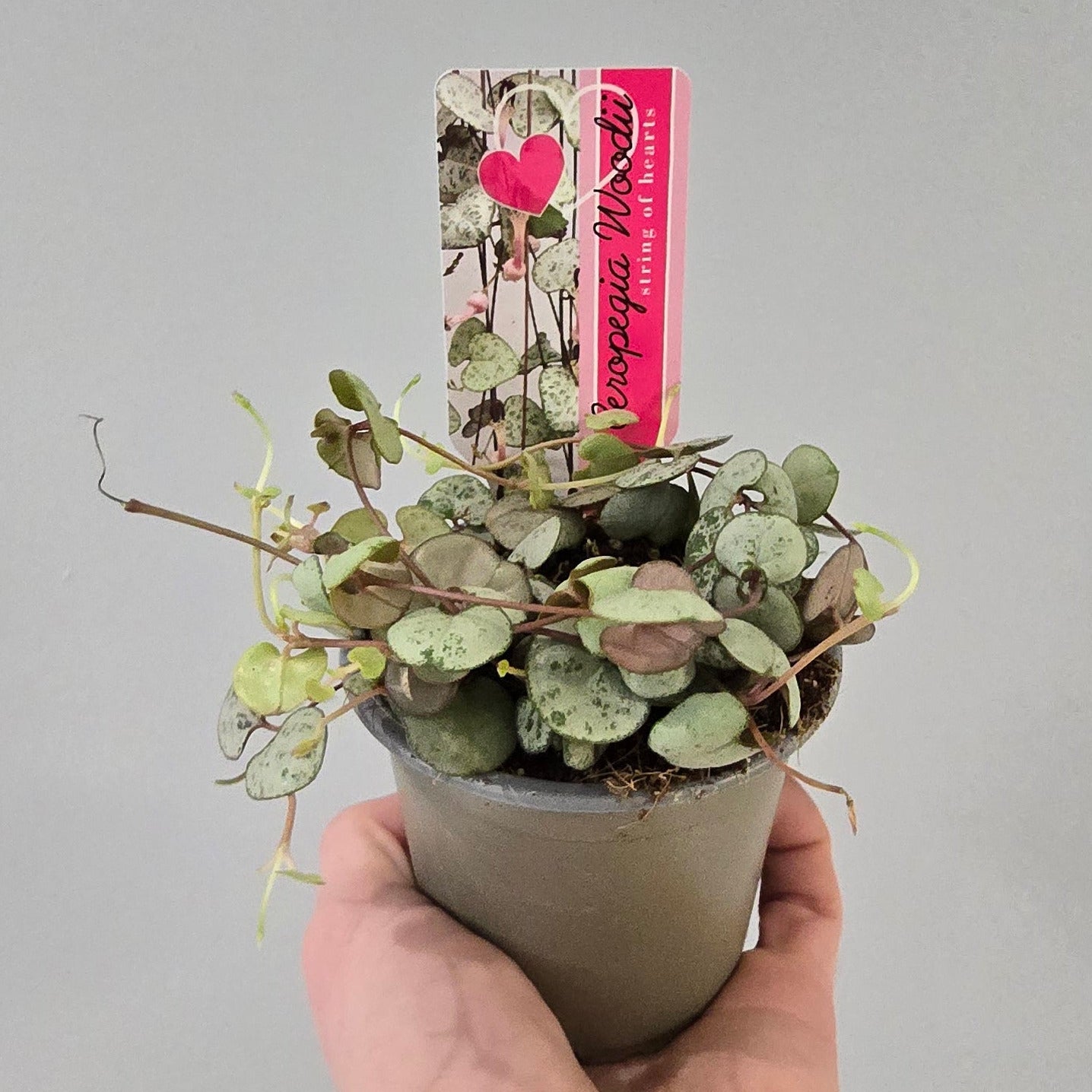 Ceropegia Silver Glory - String Of Hearts