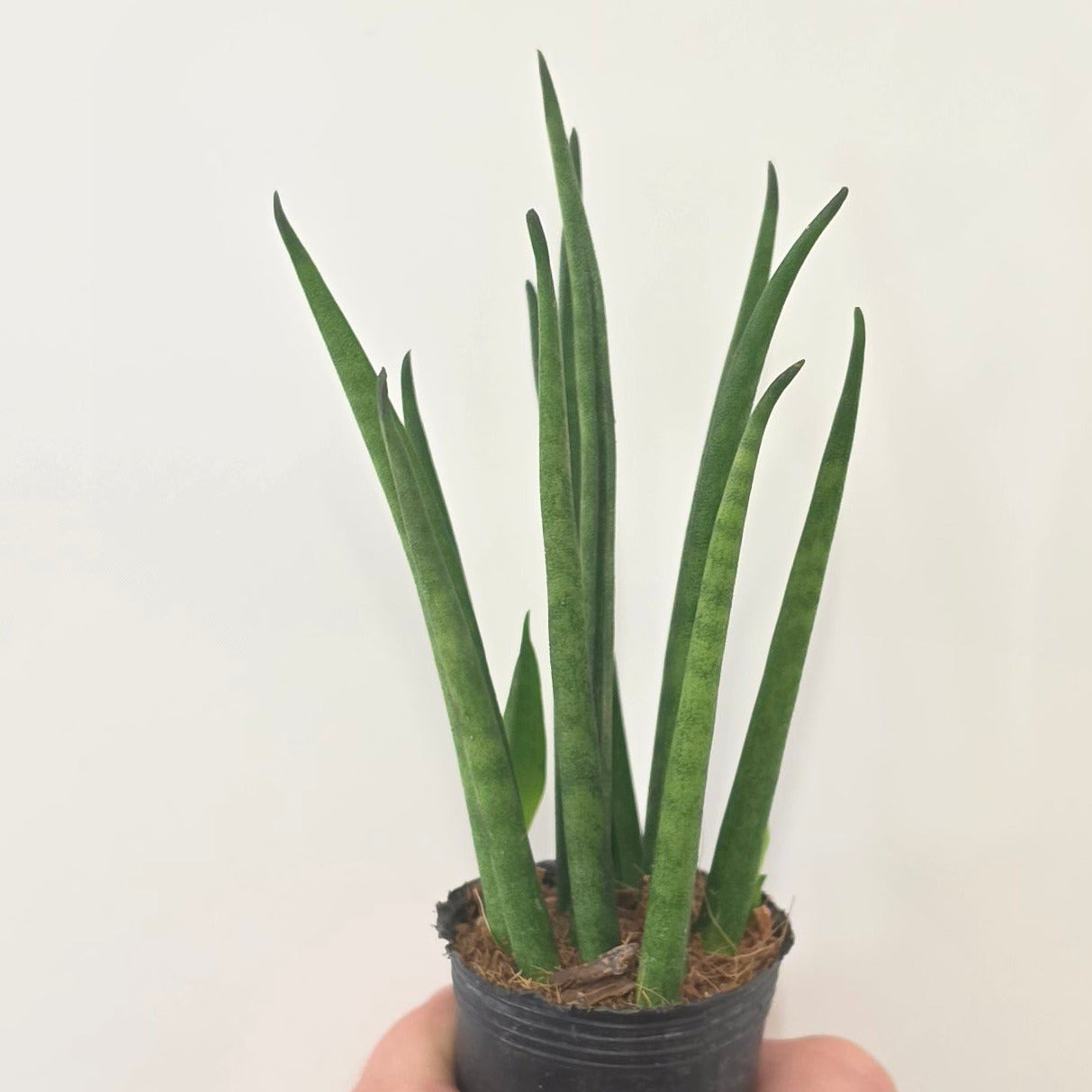 Mini Sansevieria Cylindrica
