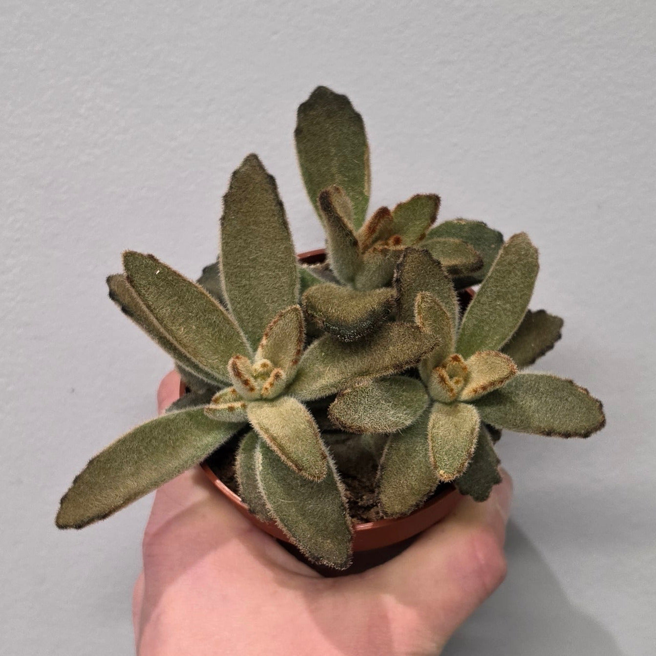 Kalanchoe Golden Girl