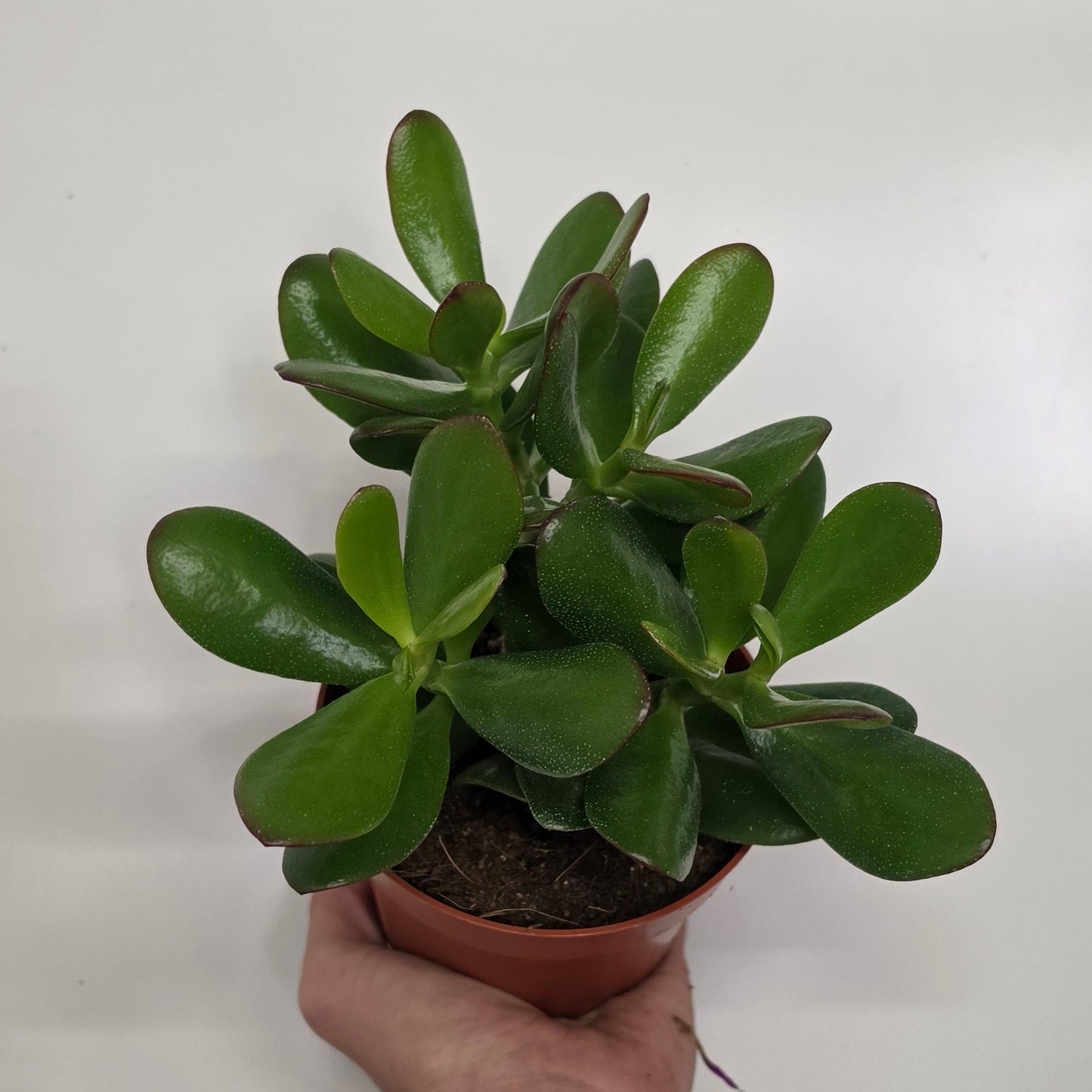 Crassula Ovata Red Tip "Jade Plant"