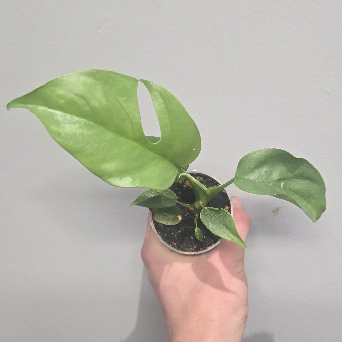 Mini Monstera Minima