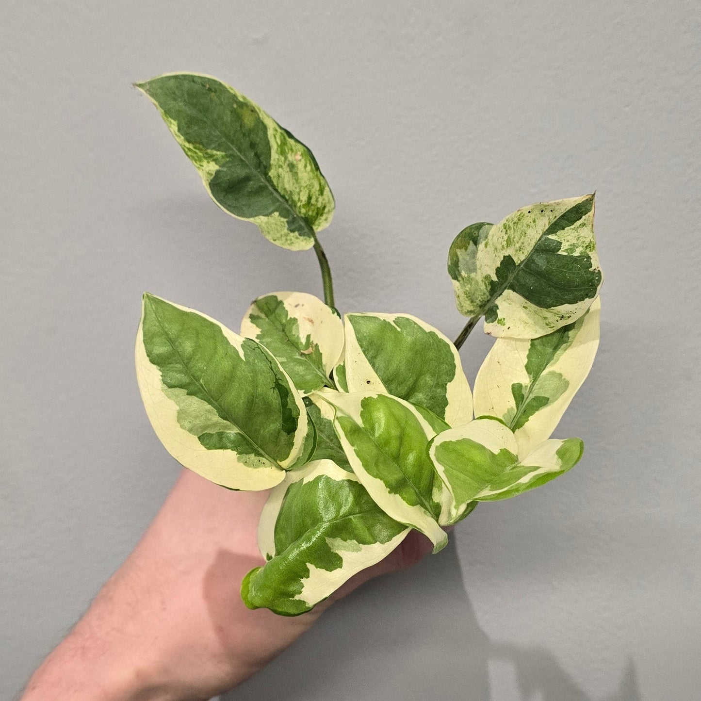 Mini Epipremnum N'Joy