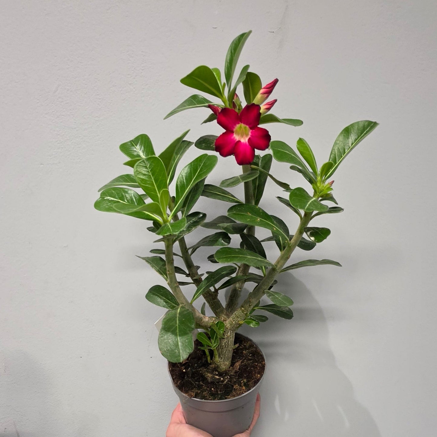 Adenium Obesum Rood