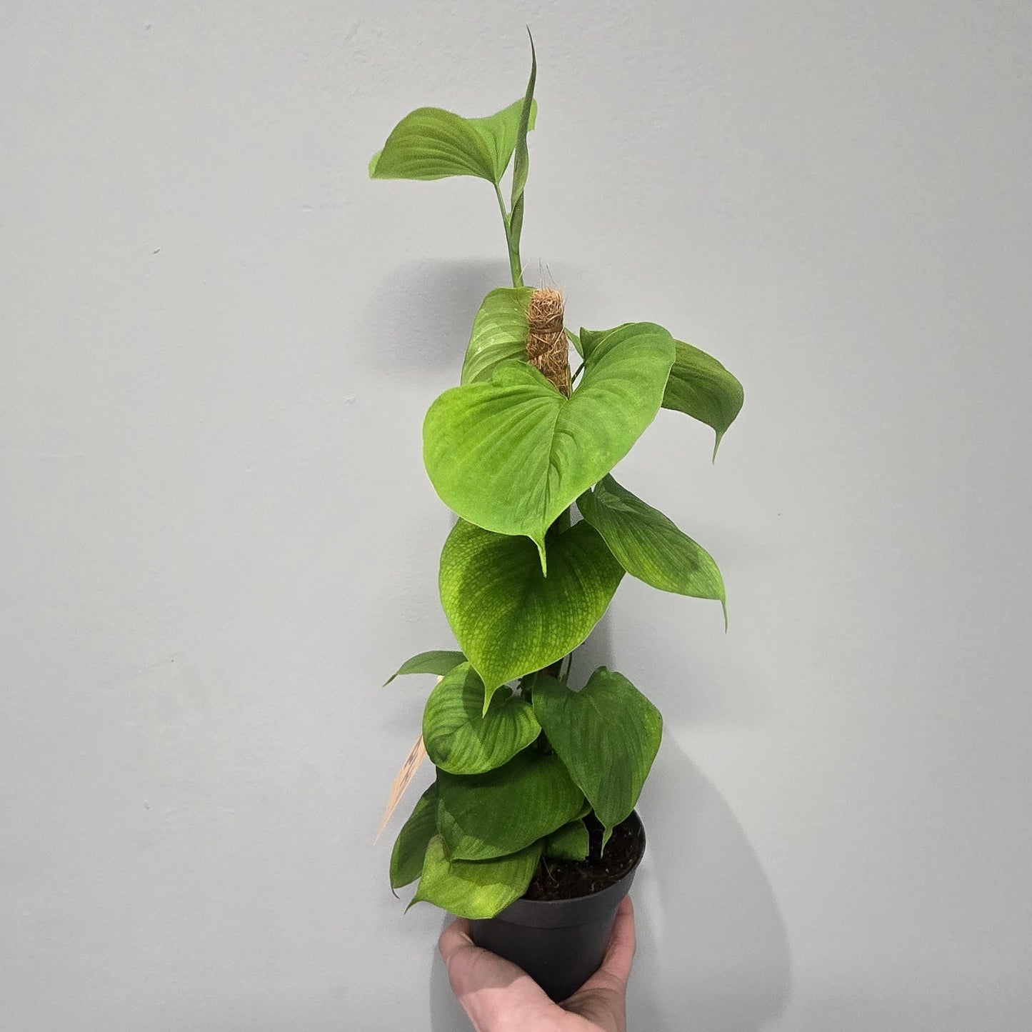 Philodendron Fibrum