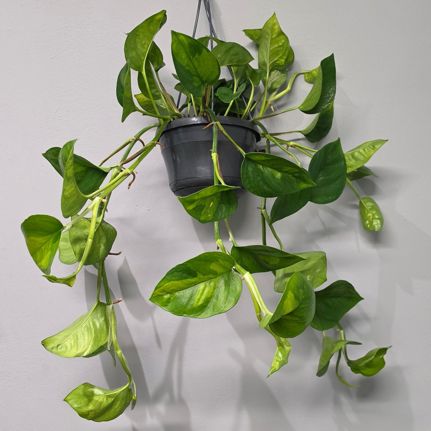 Hanging Epipremnum Global Green