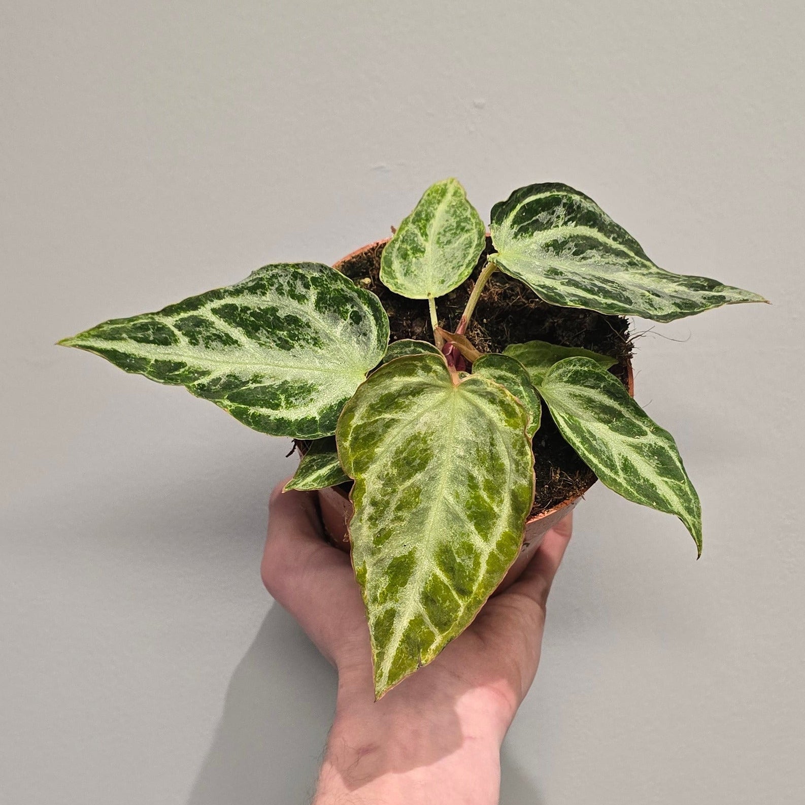 Anthurium Silver Blush Mint