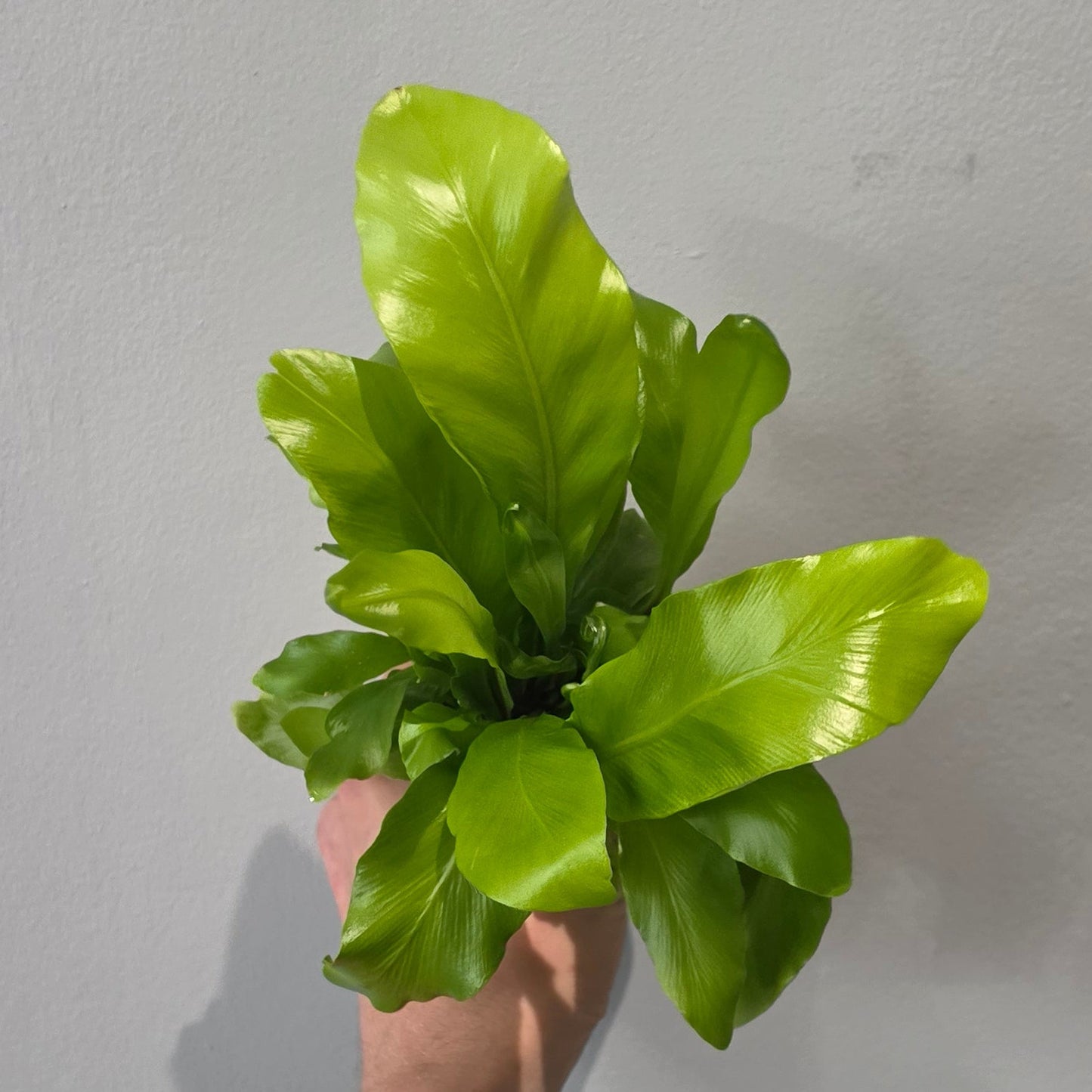Mini Asplenium Mix