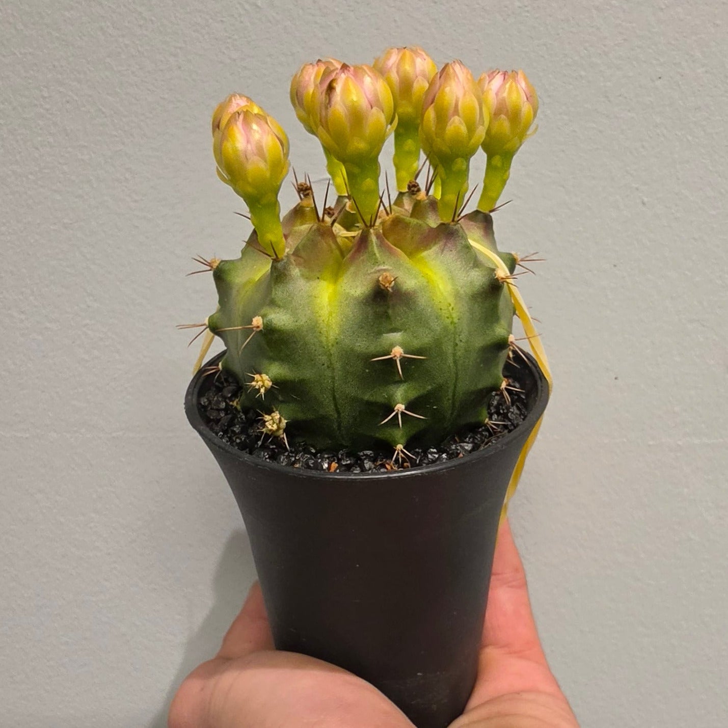Varigated Gymnocalycium Cactus "Wheel"