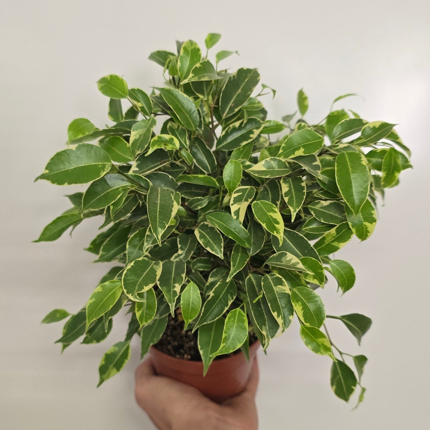 Ficus Kinky