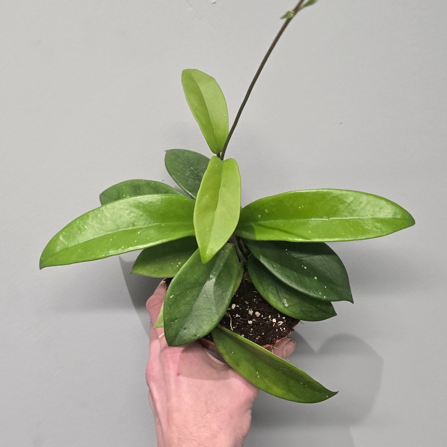 Hoya Dee's Big One