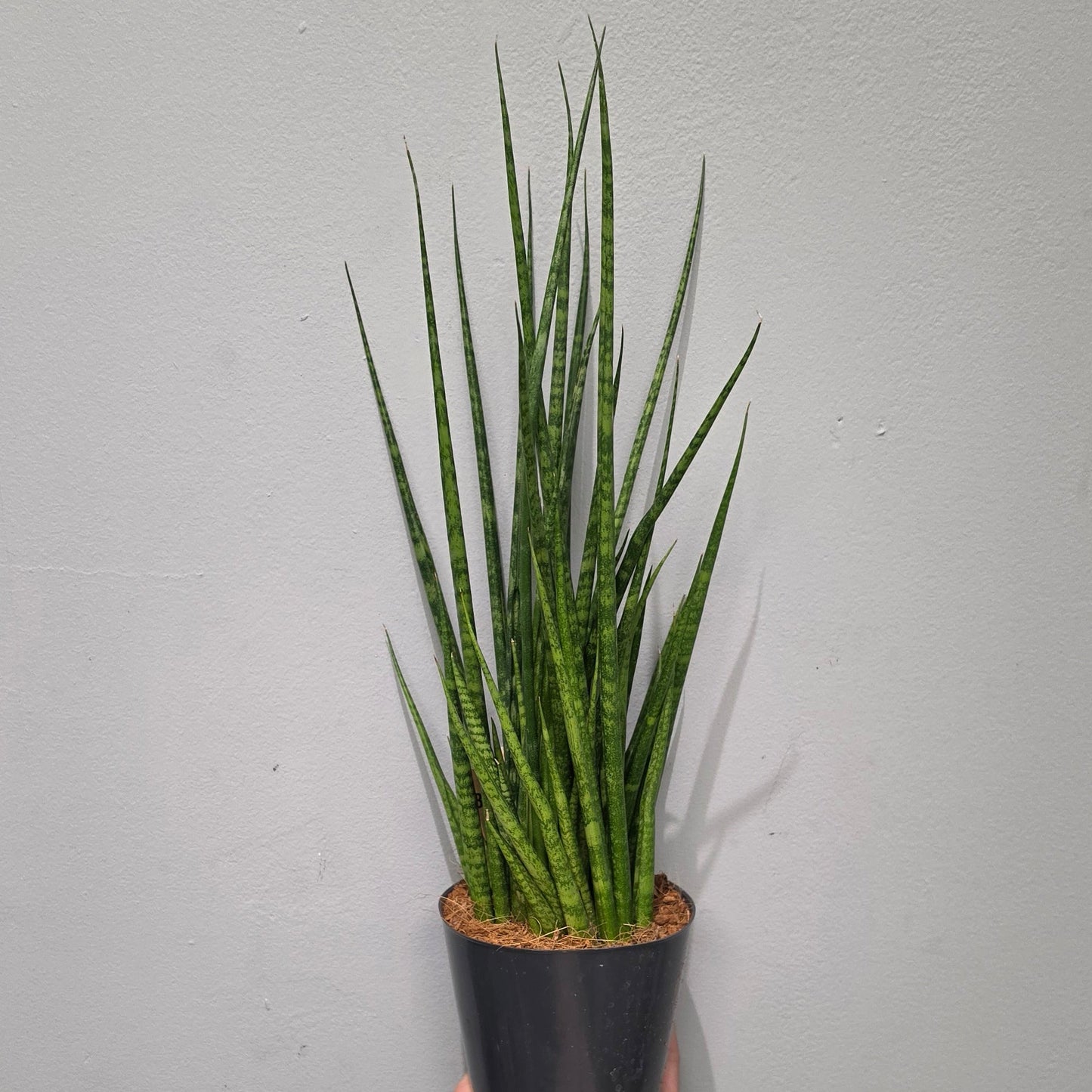 Sansevieria 'Digitorum'