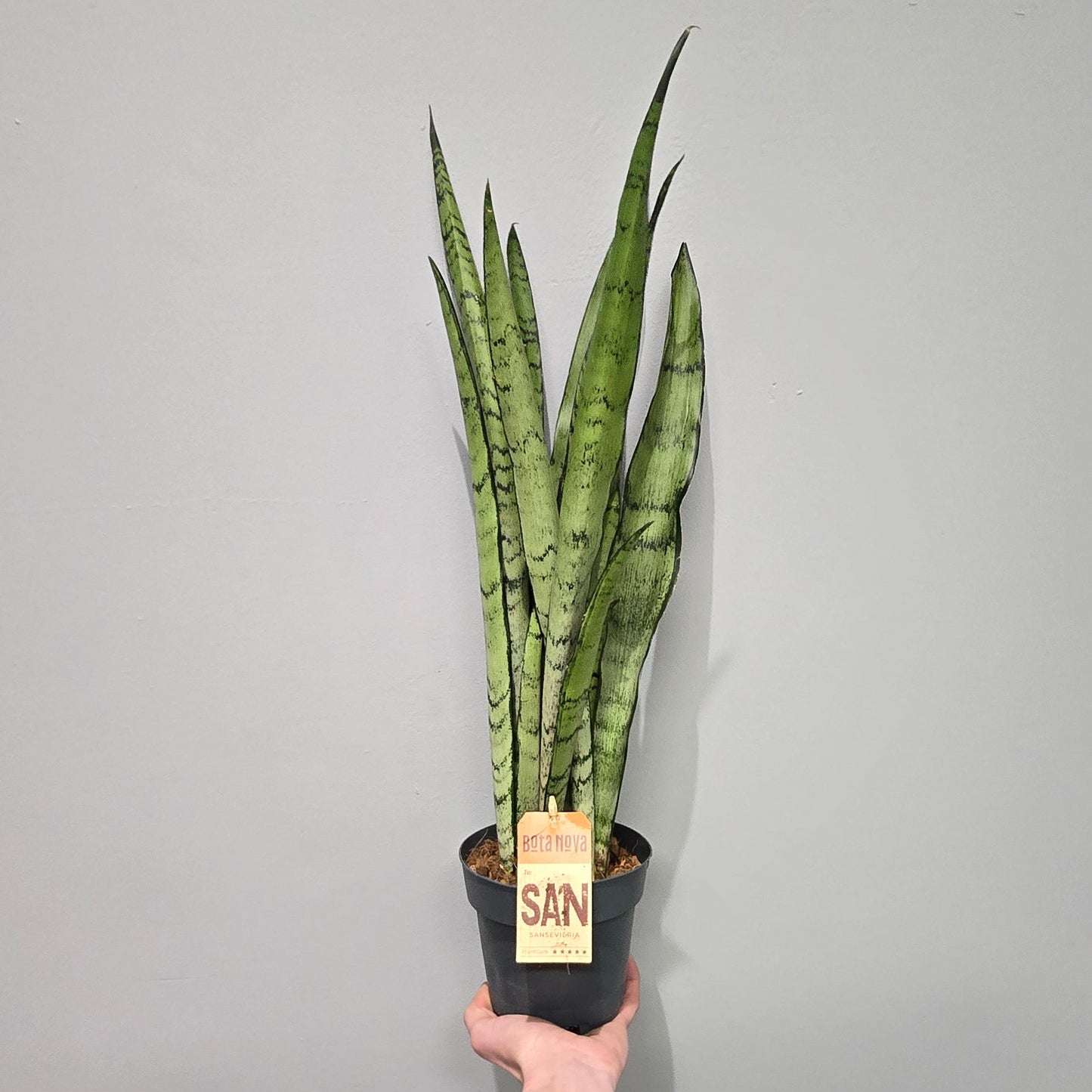 Sansevieria 'Spearmint'
