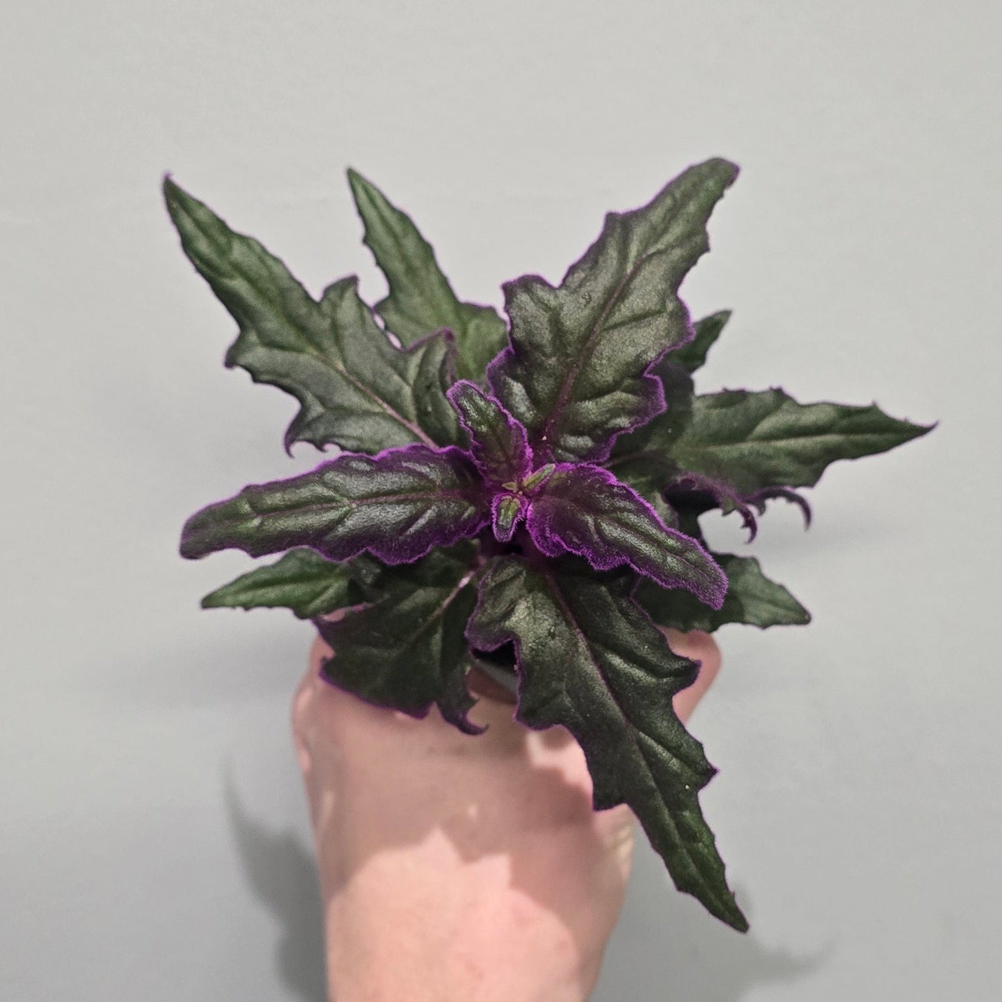 Mini Gynura "Purple Passion"