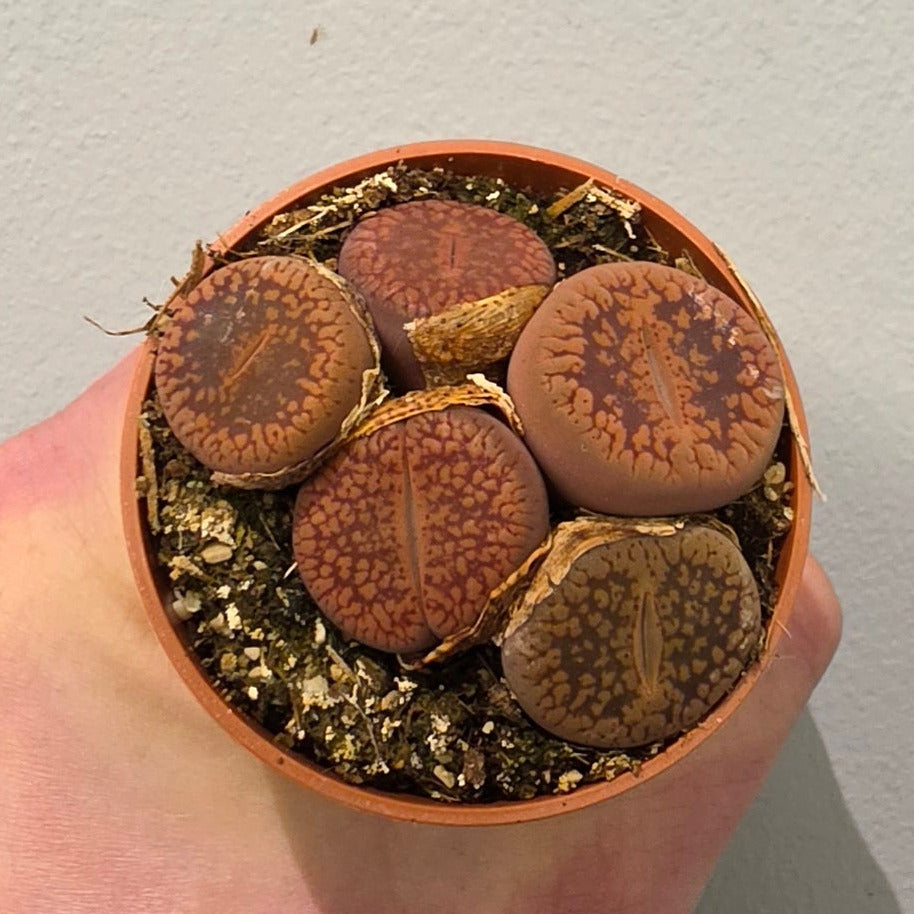 Mini - Lithops "Mixed"