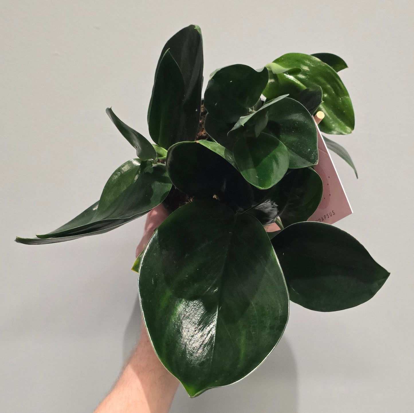 Scindapsus Treubii 'Dark'