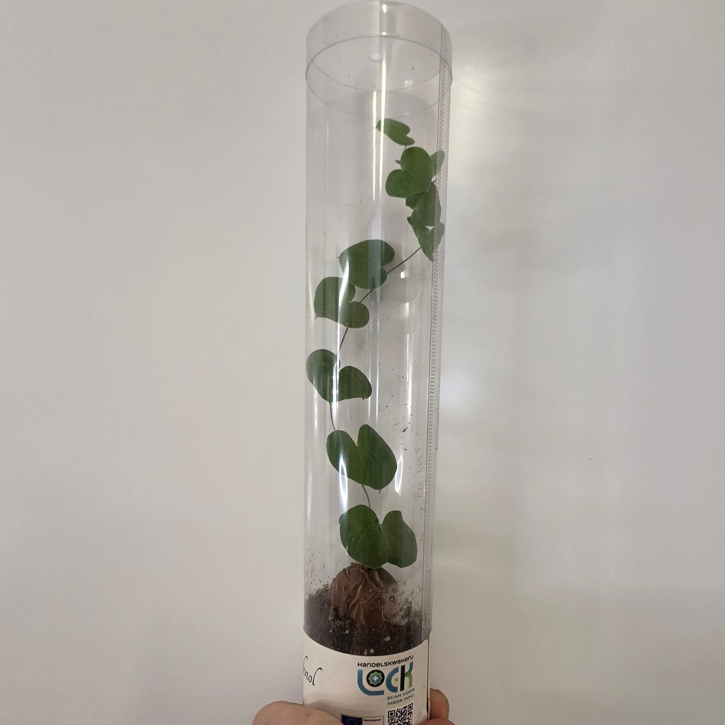 Dioscorea Elephantipes 'Elephants Foot'