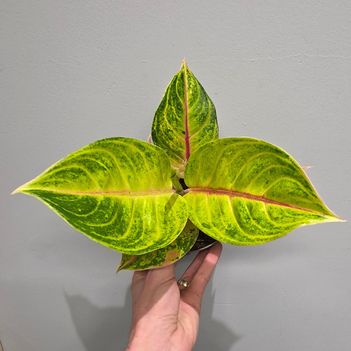 Aglaonema Iguana Red