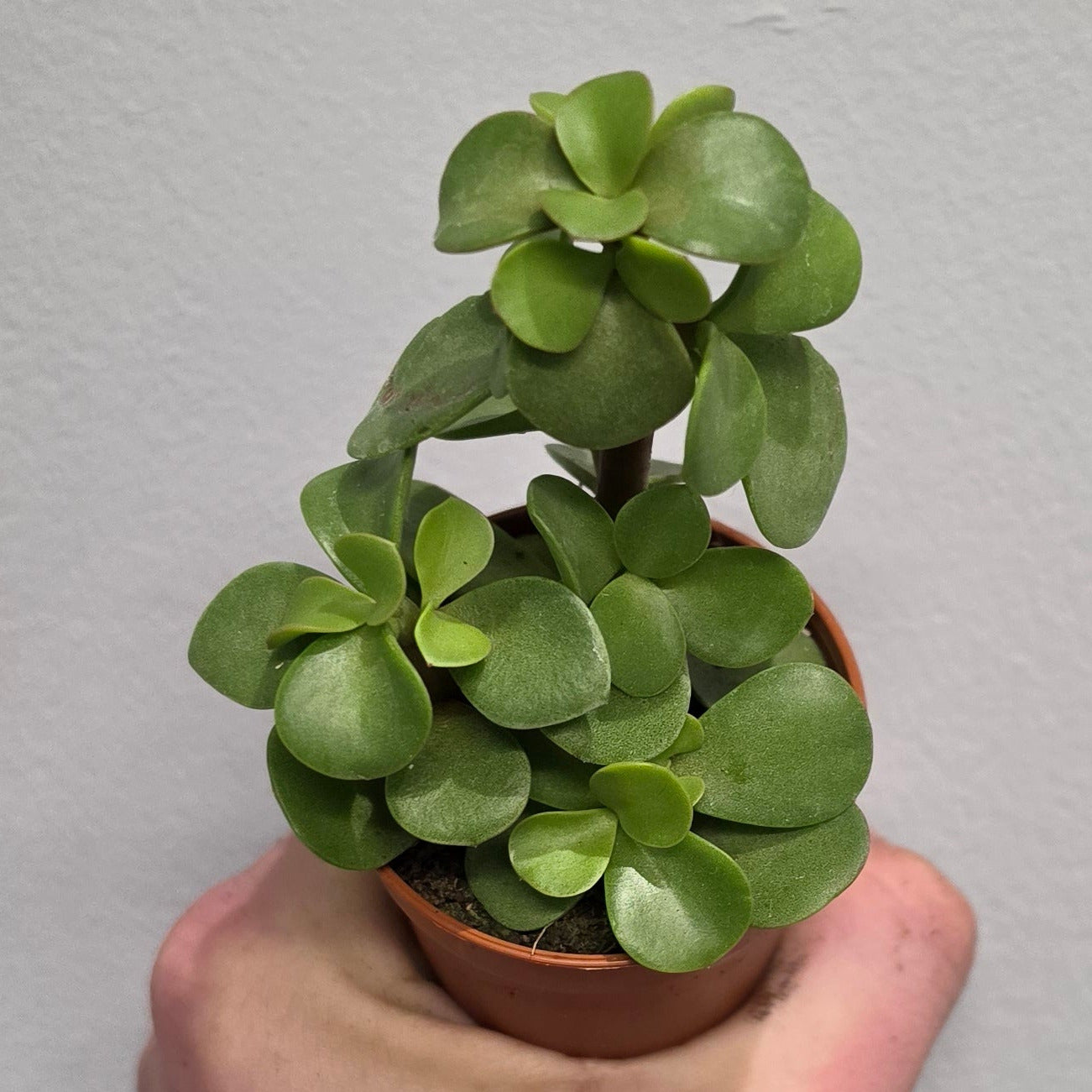 Crassula Afra Lemon