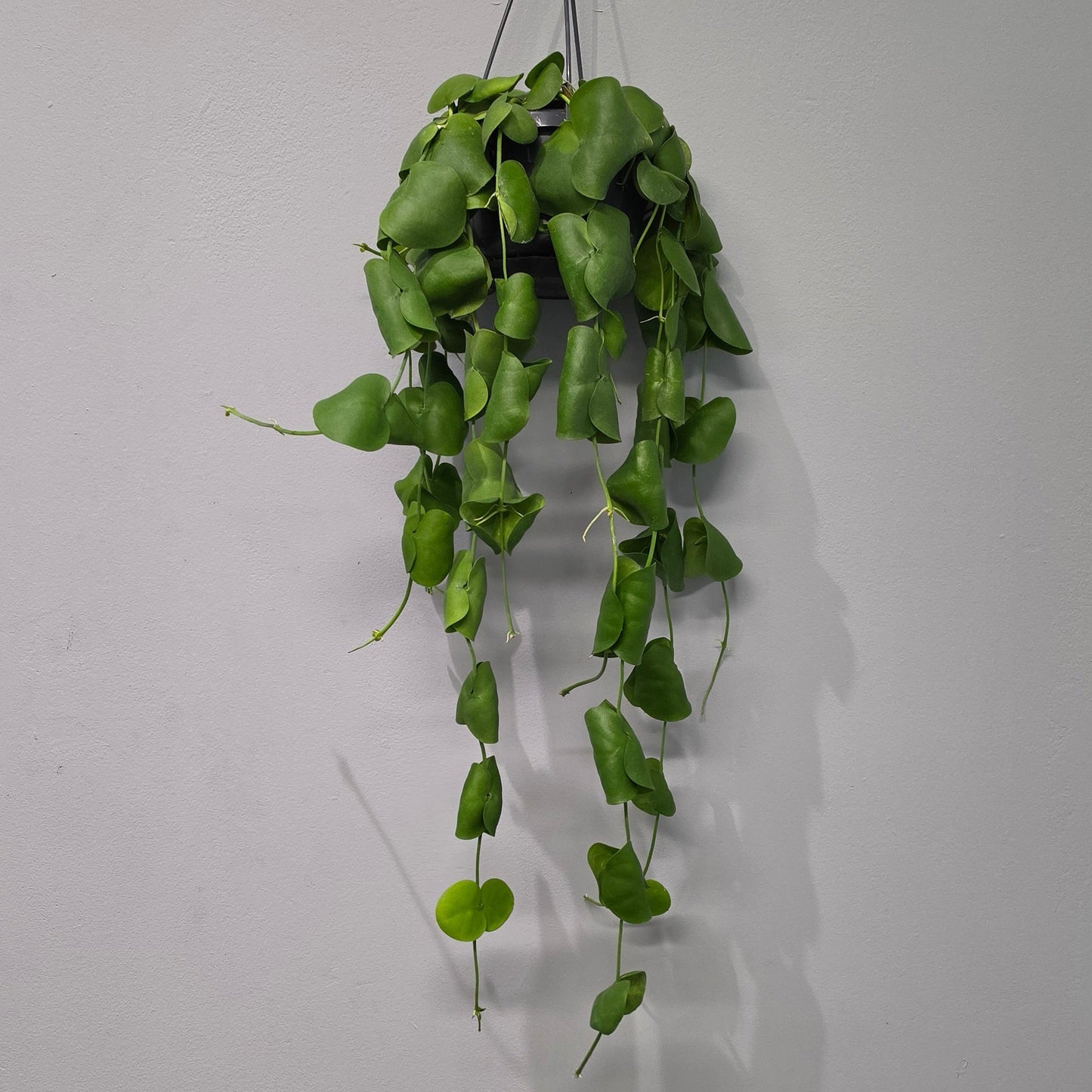 Hanging Dischidia Platyphylla