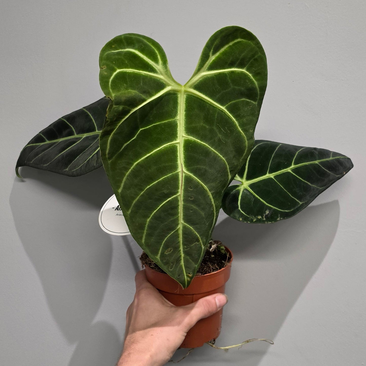 Anthurium Regale