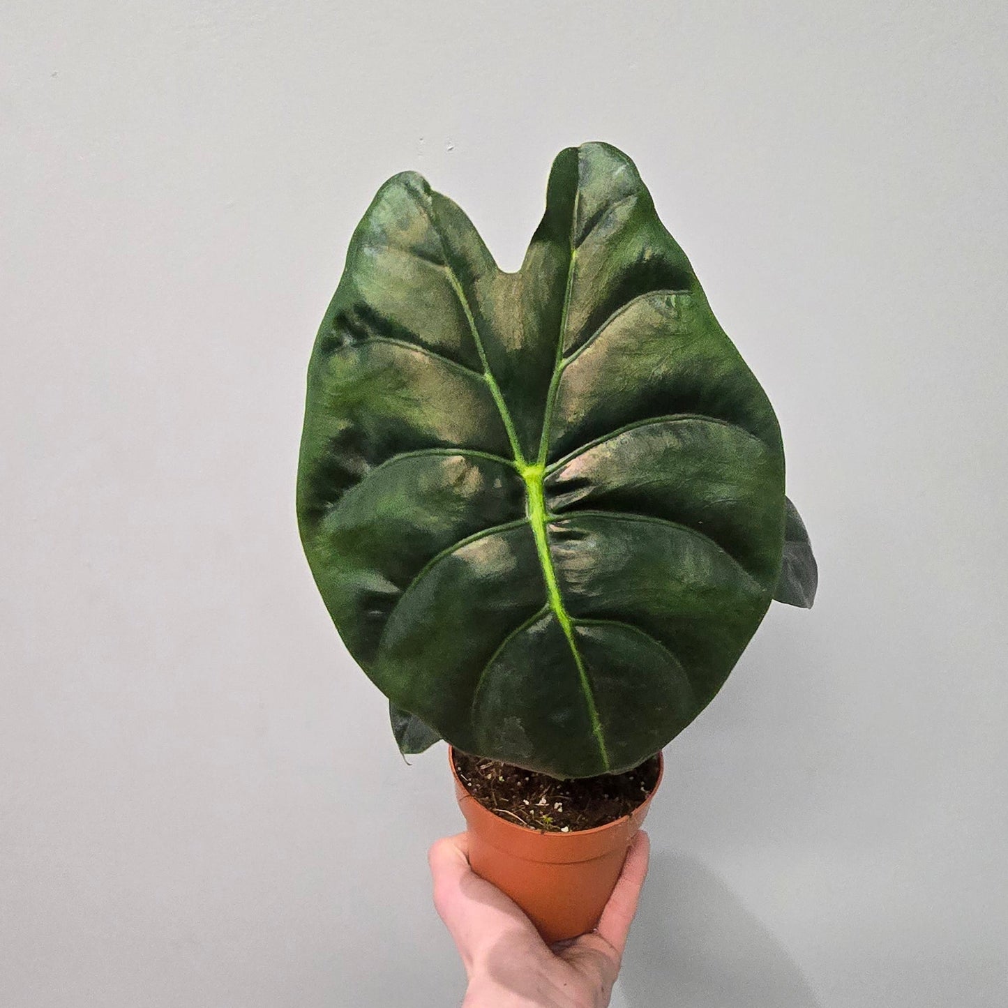 Alocasia Golden Bone