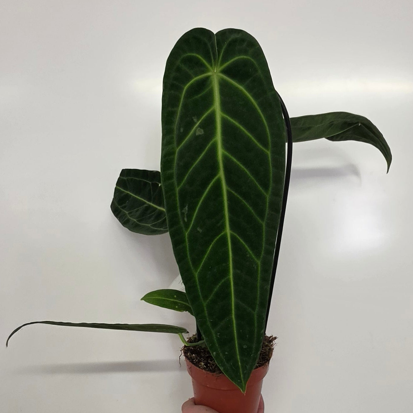 Anthurium Warocqueanum