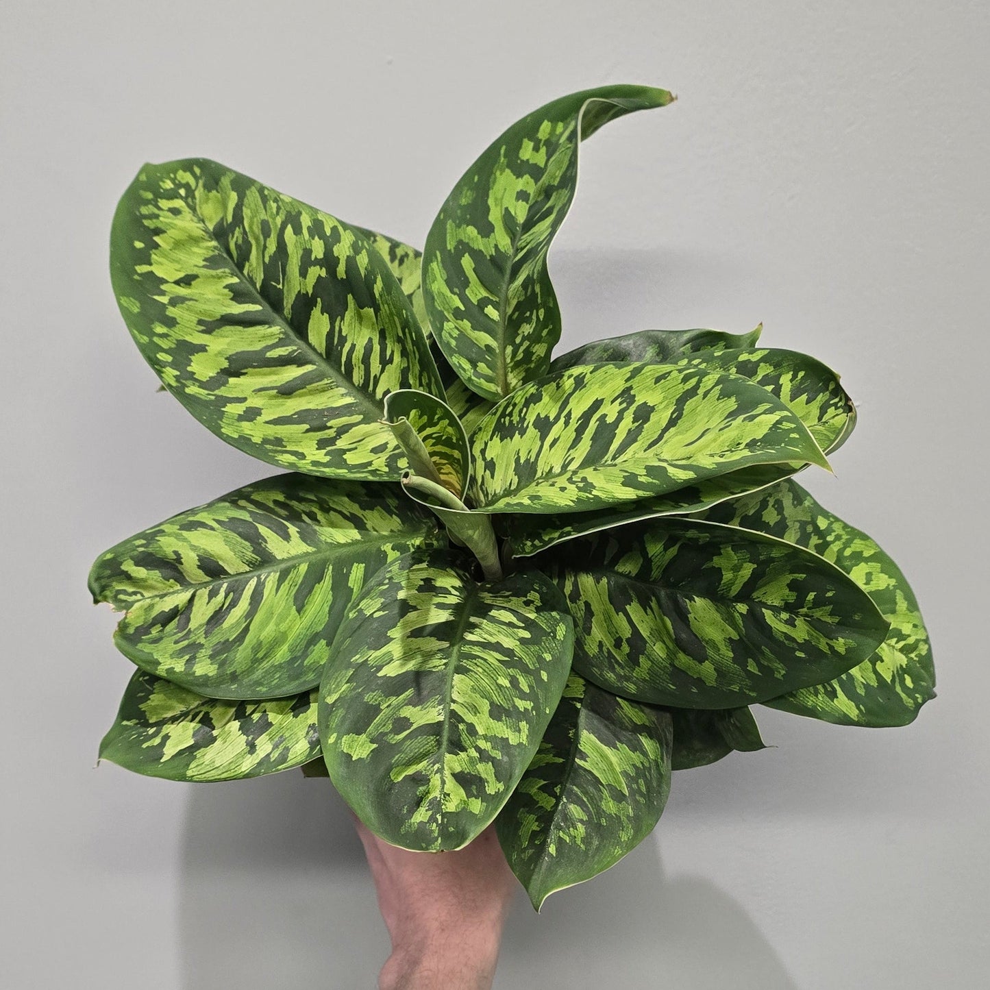 Homalomena Camouflage